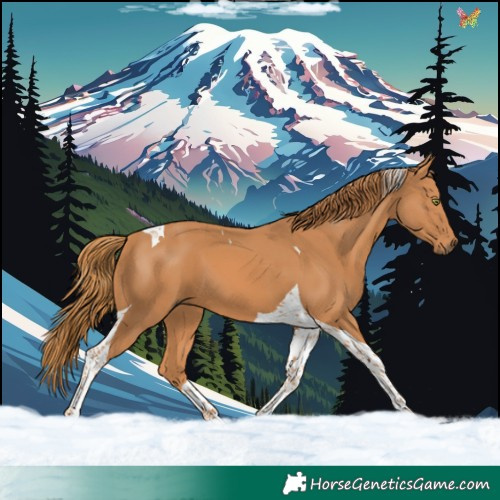Horse Color:Chestnut Tobiano