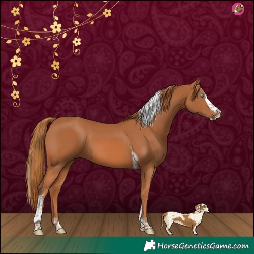 Horse Color:Chestnut Splash Tobiano 