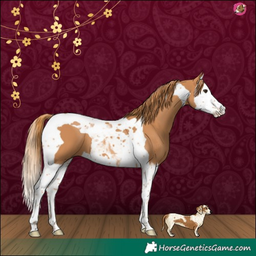Horse Color:Chestnut Splash Tobiano