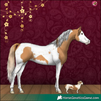 Horse Color:Chestnut Splash Tobiano 