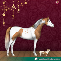 Horse Color:Chestnut Splash Tobiano 