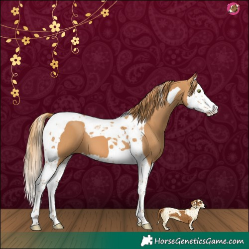Horse Color:Chestnut Splash Tobiano 
