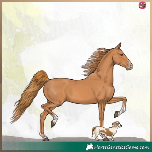 Horse Color:Chestnut Splash Tobiano 