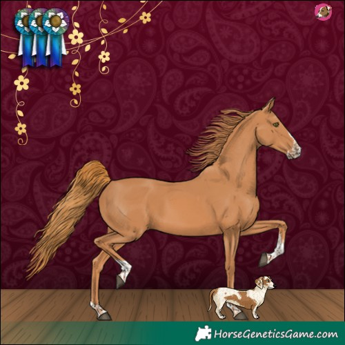 Horse Color:Chestnut Splash Tobiano 