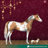 Horse Color:Chestnut Splash Tobiano