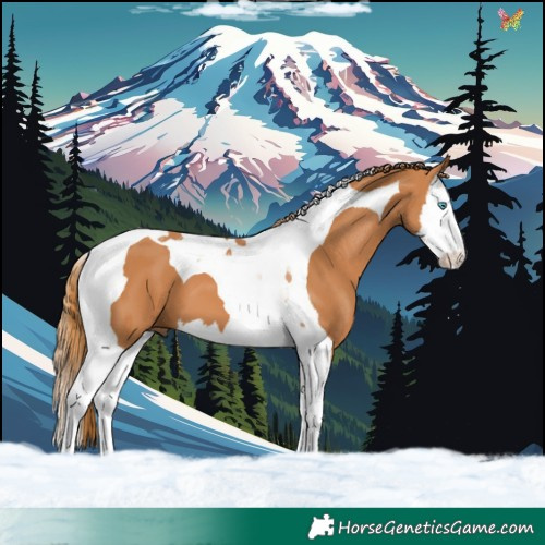 Horse Color:Chestnut Splash Tobiano