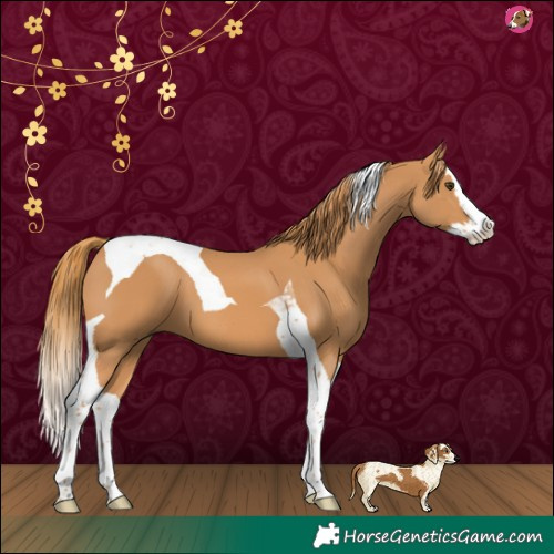Horse Color:Chestnut Splash Tobiano