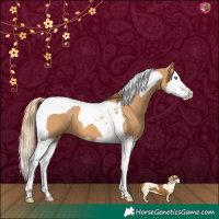 Horse Color:Chestnut Splash Tobiano