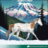 Horse Color:Chestnut Splash Tobiano