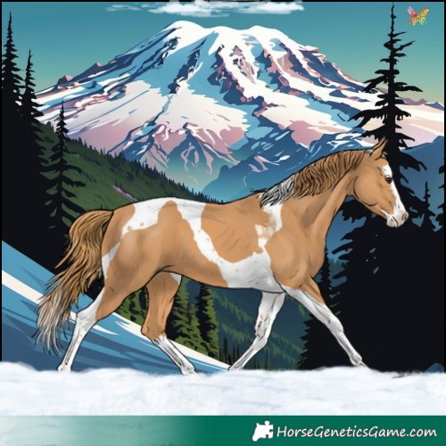 Horse Color:Chestnut Splash Tobiano