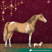 Horse Color:Chestnut Splash Tobiano 