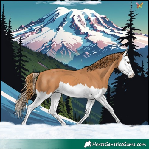 Horse Color:Chestnut Splash