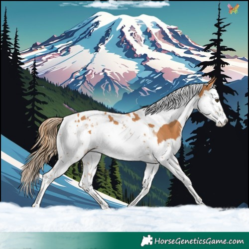 Horse Color:Chestnut Splash Tobiano