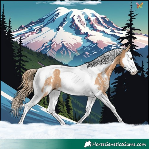 Horse Color:Chestnut Sabino Splash Tobiano 