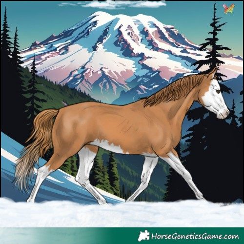 Horse Color:Chestnut Splash 