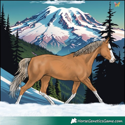 Horse Color:Chestnut Splash