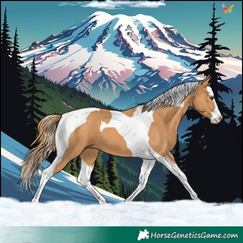 Horse Color:Chestnut Splash Tobiano 