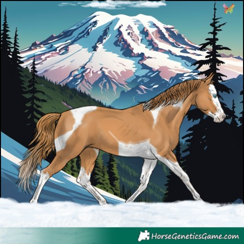 Horse Color:Chestnut Splash Tobiano 