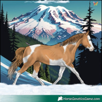 Horse Color:Chestnut Splash Tobiano 