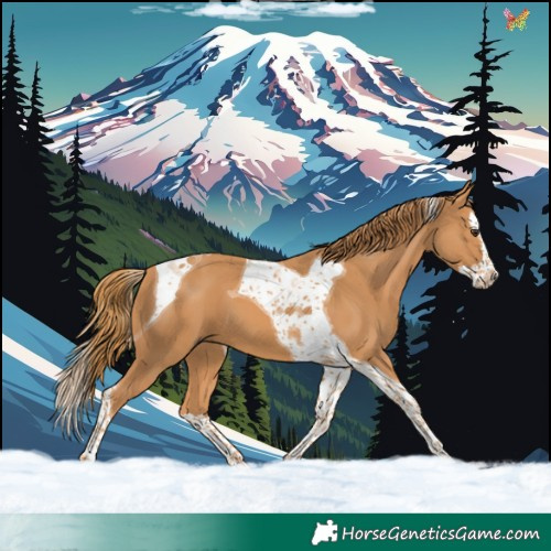 Horse Color:Chestnut Splash Tobiano 