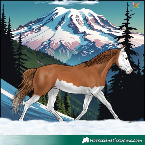 Horse Color:Chestnut Splash 