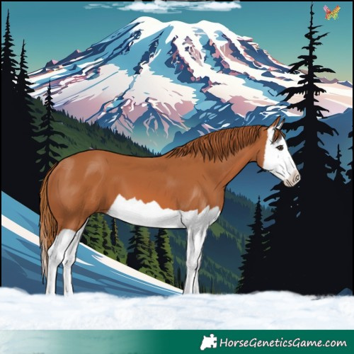 Horse Color:Chestnut Splash 