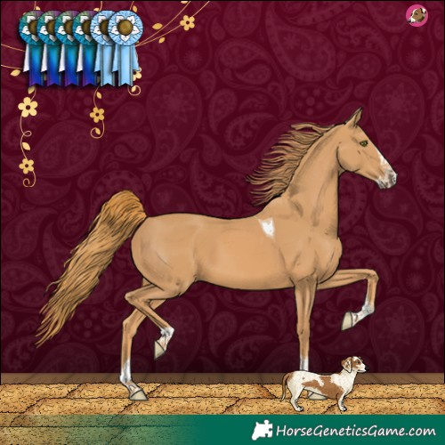 Horse Color:Chestnut Splash Tobiano