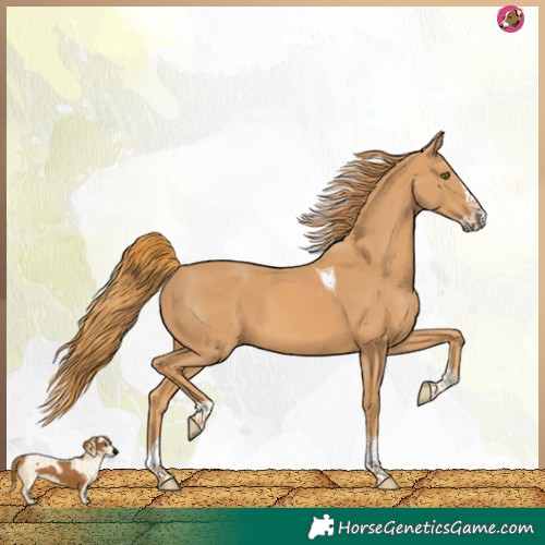 Horse Color:Chestnut Splash Tobiano 