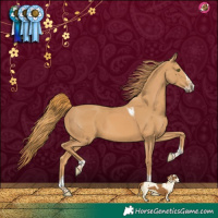 Horse Color:Chestnut Splash Tobiano 
