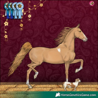 Horse Color:Chestnut Splash Tobiano 
