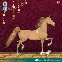 Horse Color:Chestnut Splash Tobiano 