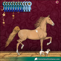 Horse Color:Chestnut Splash Tobiano