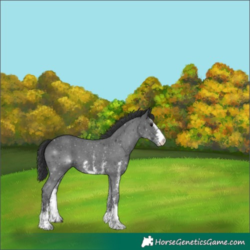 Horse Color:Black Sabino