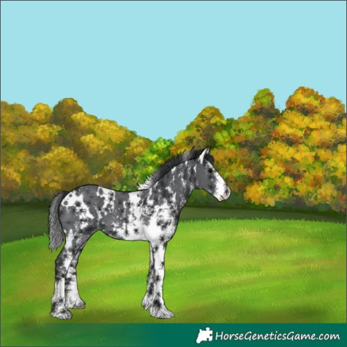 Horse Color:White Spotted Black Sabino