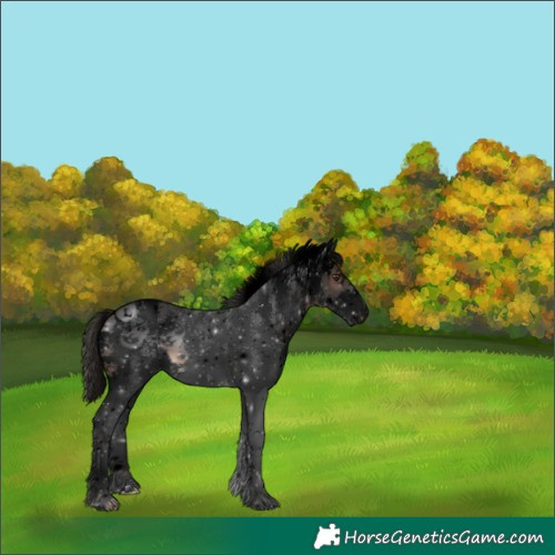 Horse Color:Void Liver Chestnut Sabino 