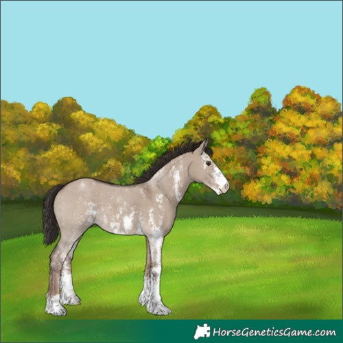 Horse Color:Liver Red Dun Sabino 