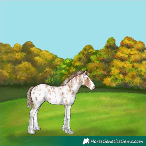 Horse Color:Gold Champagne Sabino Appaloosa 
