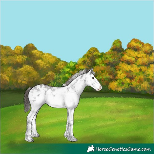 Horse Color:White Spotted Liver Chestnut Sabino 