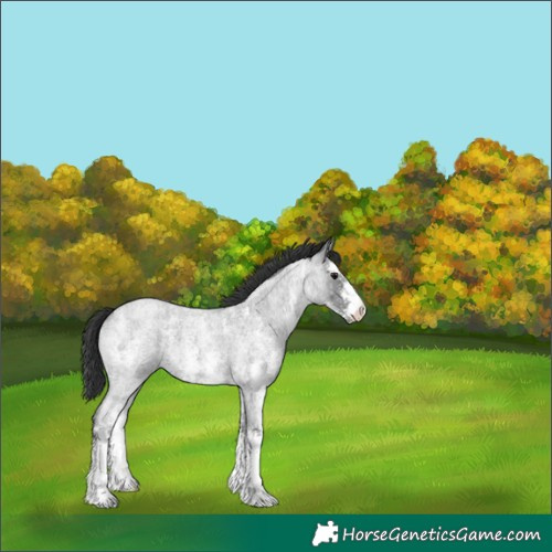 Horse Color:Blue Roan Sabino