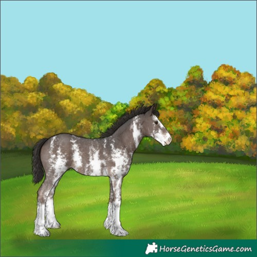 Horse Color:Liver Chestnut Sabino