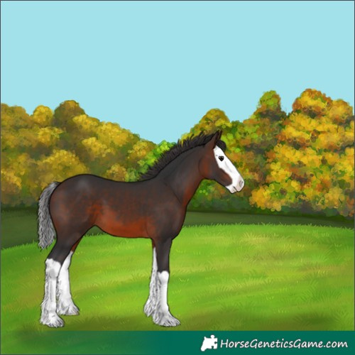 Horse Color:Brown Splash 