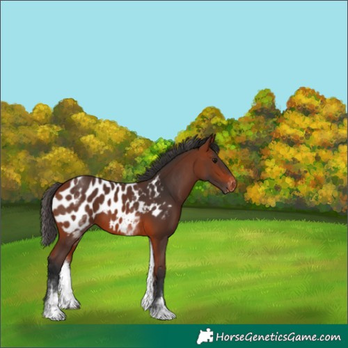 Horse Color:White Spotted Bay Appaloosa 
