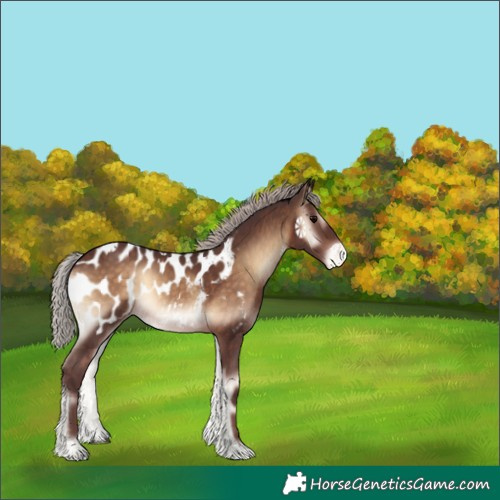 Horse Color:Chocolate Silver Brown Onyx Sabino Appaloosa 