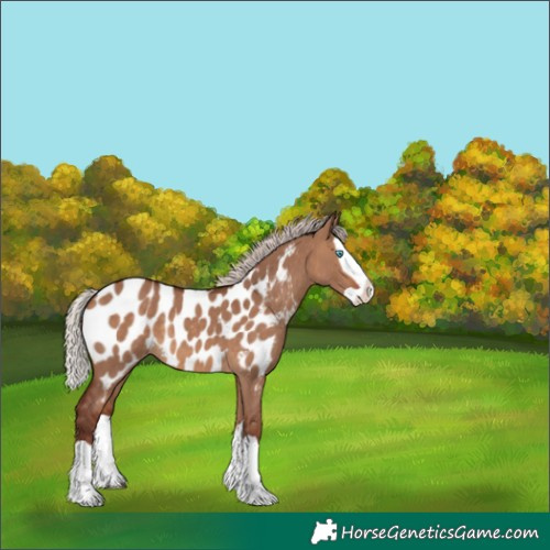 Horse Color:Chocolate Silver Bay Dun Splash Appaloosa 