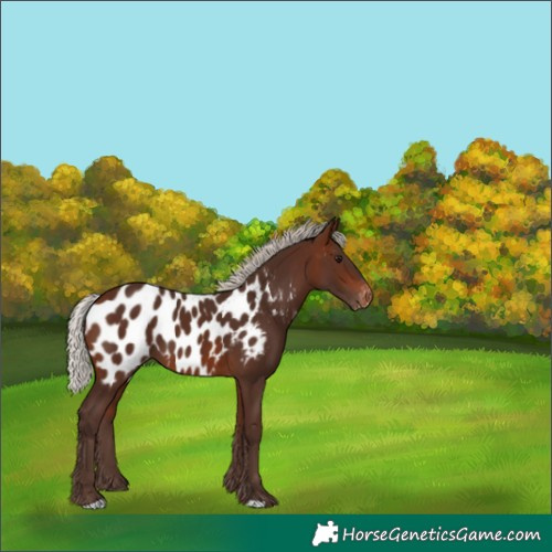 Horse Color:Silver Brown Appaloosa 