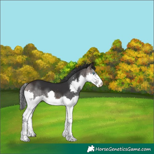Horse Color:Brown Splash 