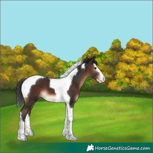 Horse Color:Brown Splash Tobiano 