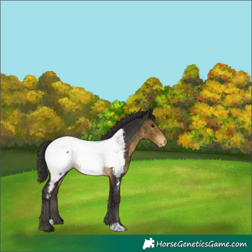 Horse Color:Buckskin Appaloosa 