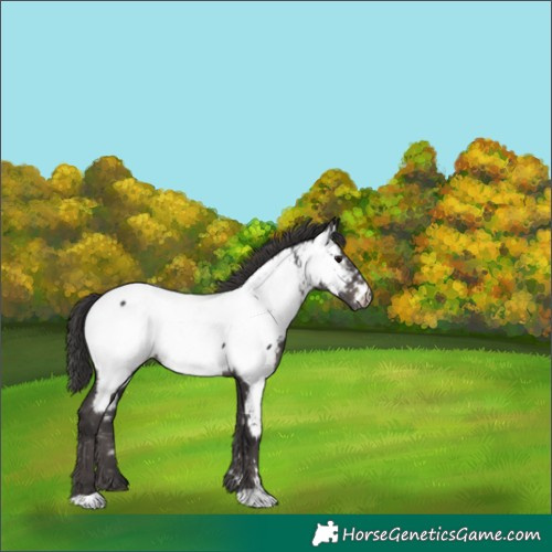 Horse Color:Smoky Black Appaloosa 
