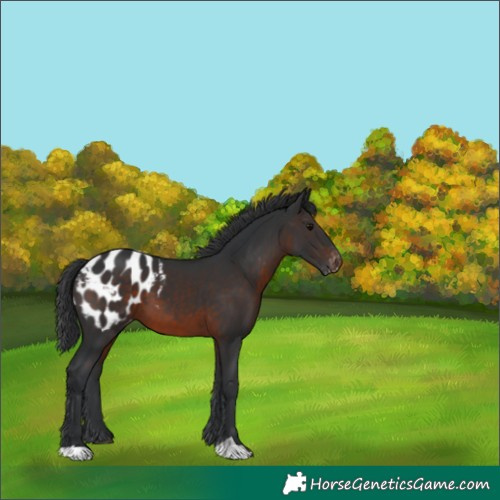 Horse Color:Brown Blanket 